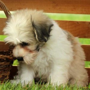 Loxley, Miniature Schnauzer Mix Puppy