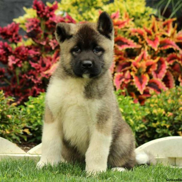 Luca, Akita Puppy