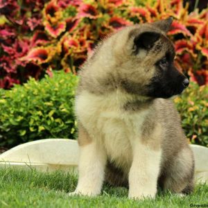 Luca, Akita Puppy