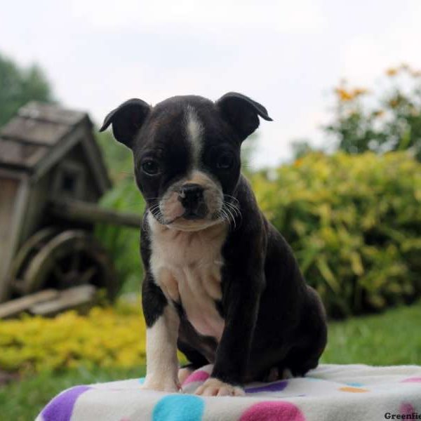 Lucas, Boston Terrier Puppy