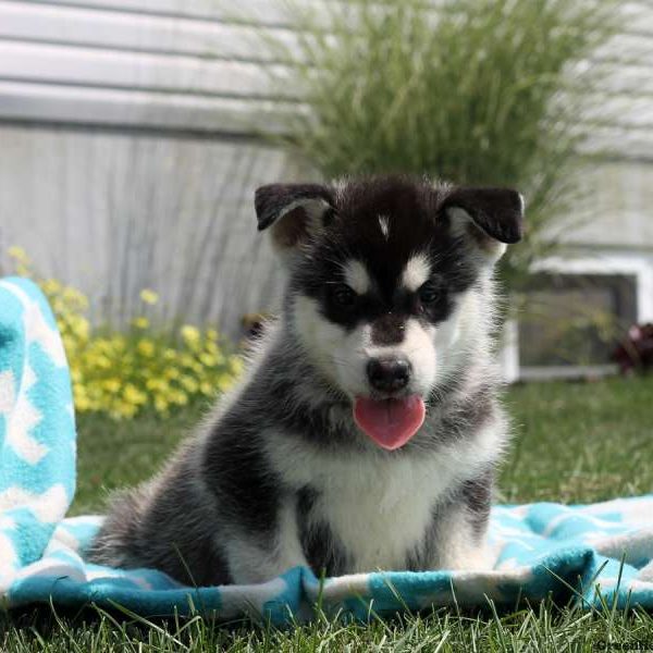 Lucas, Alaskan Malamute Puppy