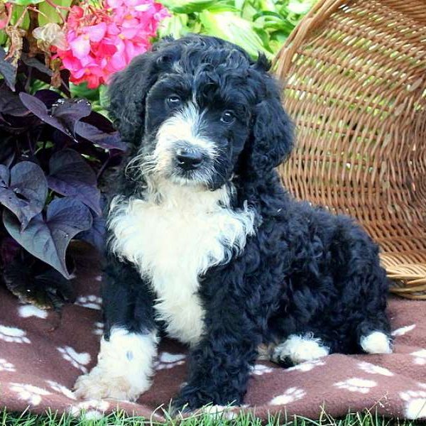 Lucas, Bernedoodle Puppy