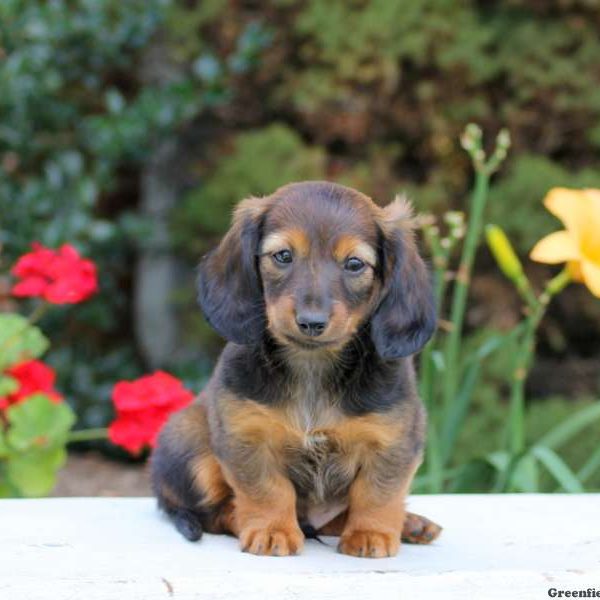 Lucas, Dachshund Puppy