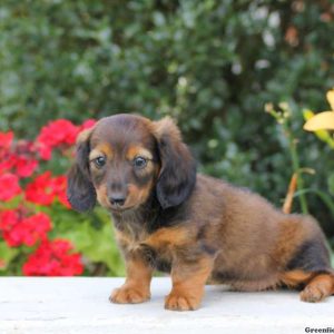 Lucas, Dachshund Puppy