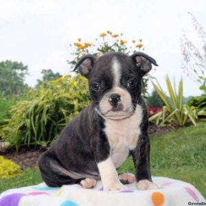 Lucas, Boston Terrier Puppy