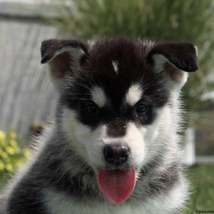 Lucas, Alaskan Malamute Puppy