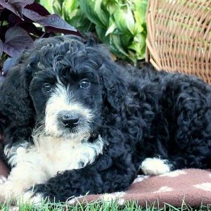 Lucas, Bernedoodle Puppy