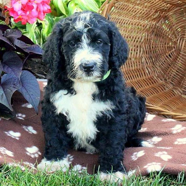 Lucky, Bernedoodle Puppy