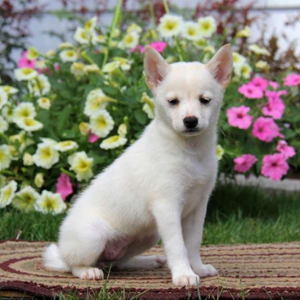 Lucky, Shiba-ranian Puppy