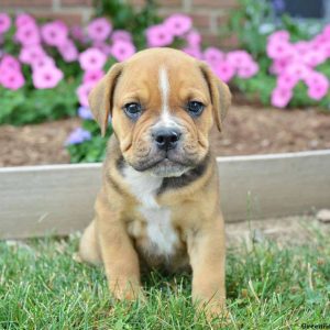 Lucky, Beabull Puppy