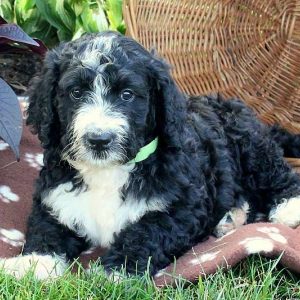 Lucky, Bernedoodle Puppy