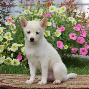 Lucky, Shiba-ranian Puppy