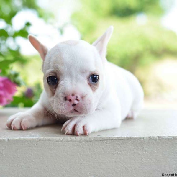 Lucy, French Bulldog Puppy