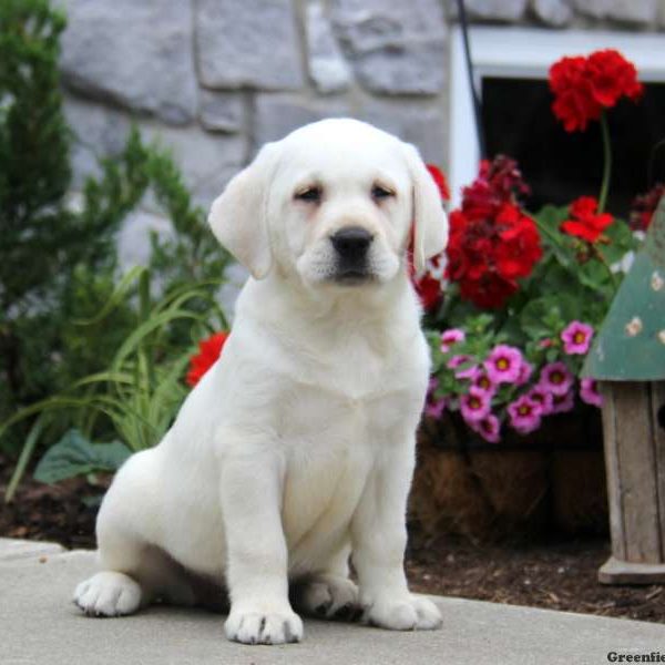 Lucy, Labby Dabby Doo Puppy