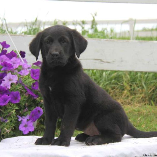 Lucy, Golden Shepherd Puppy