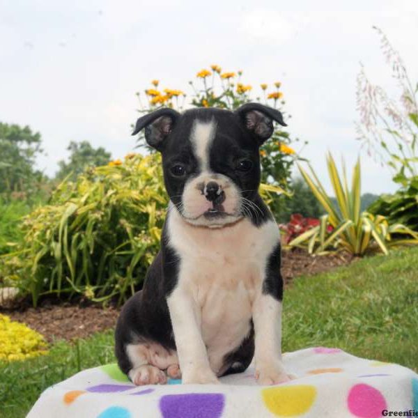 Lucy, Boston Terrier Puppy