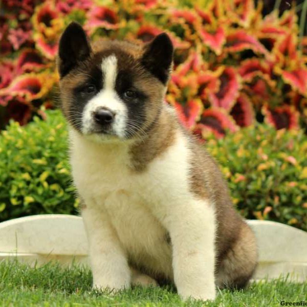 Lucy, Akita Puppy