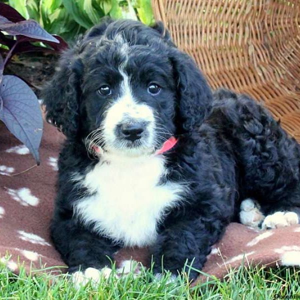 Lucy, Bernedoodle Puppy