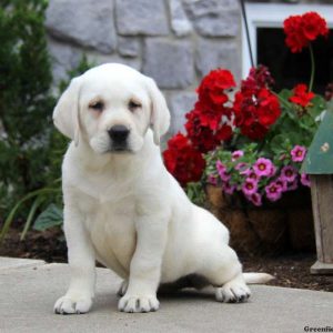 Lucy, Labby Dabby Doo Puppy