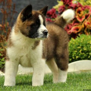 Lucy, Akita Puppy