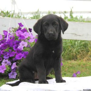 Lucy, Golden Shepherd Puppy