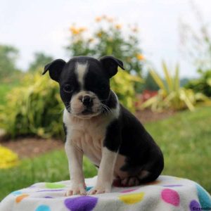 Lucy, Boston Terrier Puppy