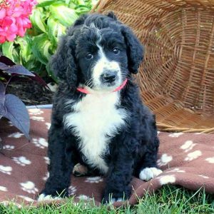 Lucy, Bernedoodle Puppy