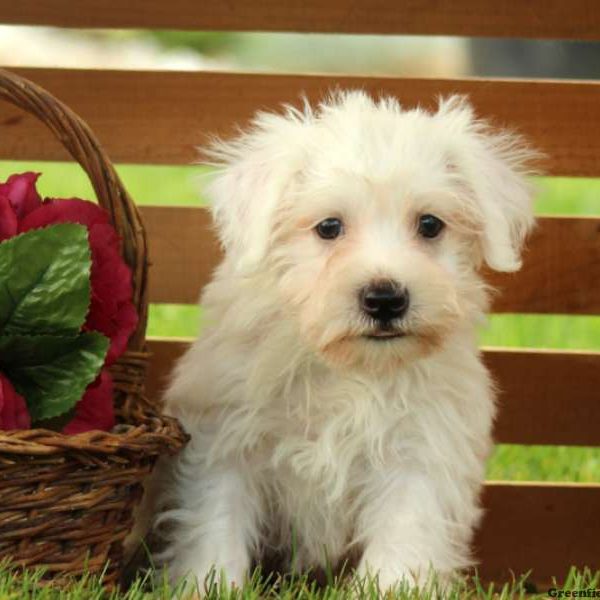 Ludwig, Miniature Schnauzer Mix Puppy