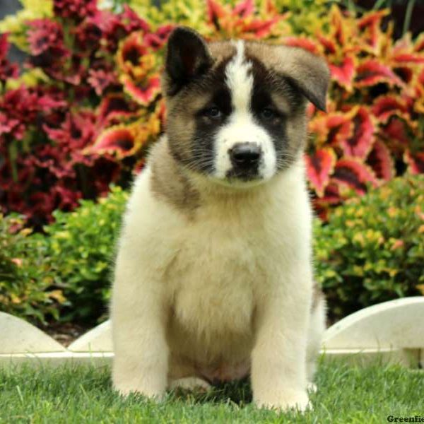 Ludwig, Akita Puppy