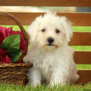 Ludwig, Miniature Schnauzer Mix Puppy