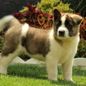 Ludwig, Akita Puppy