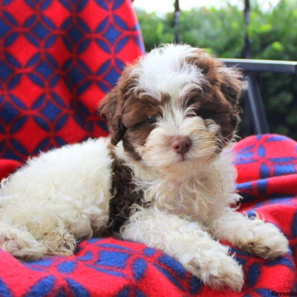 Luke, Shih-Poo Puppy