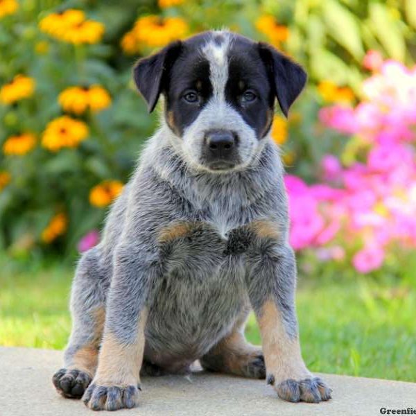 Luke, Blue Heeler – Australian Cattle Dog Puppy