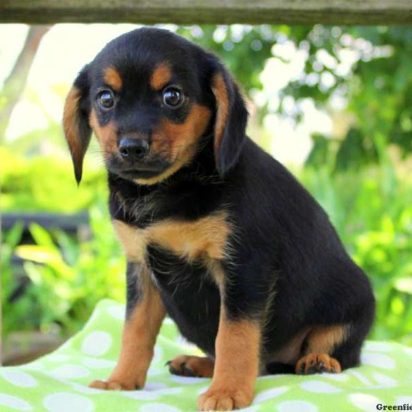 Luke, Cavalier King Charles Mix Puppy