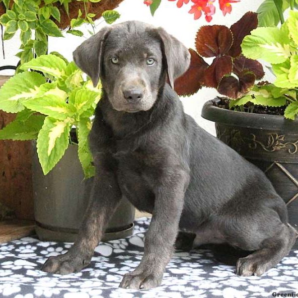 Luke, Labrador Retriever-Charcoal Puppy