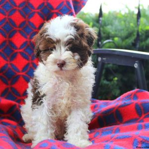 Luke, Shih-Poo Puppy