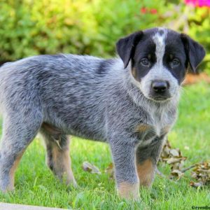 Luke, Blue Heeler – Australian Cattle Dog Puppy