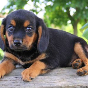 Luke, Cavalier King Charles Mix Puppy