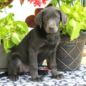 Luke, Labrador Retriever-Charcoal Puppy