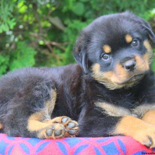 Lulu, Rottweiler Puppy