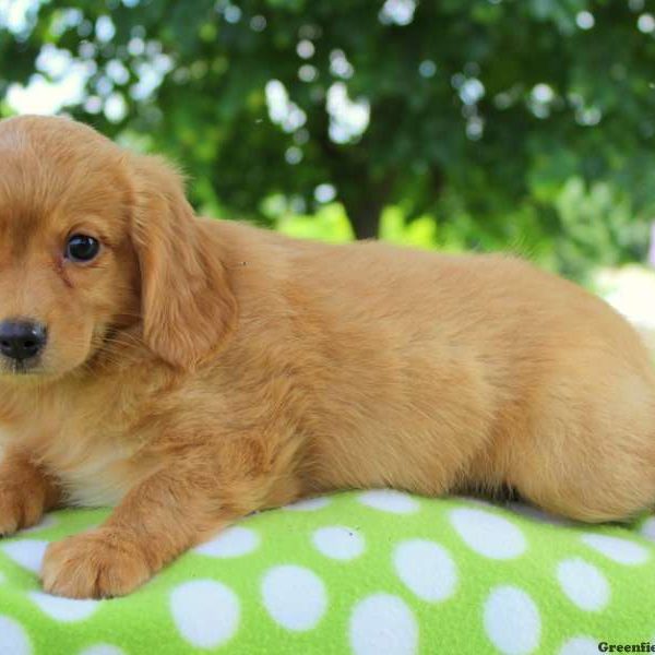 Lulu, Cavalier King Charles Mix Puppy