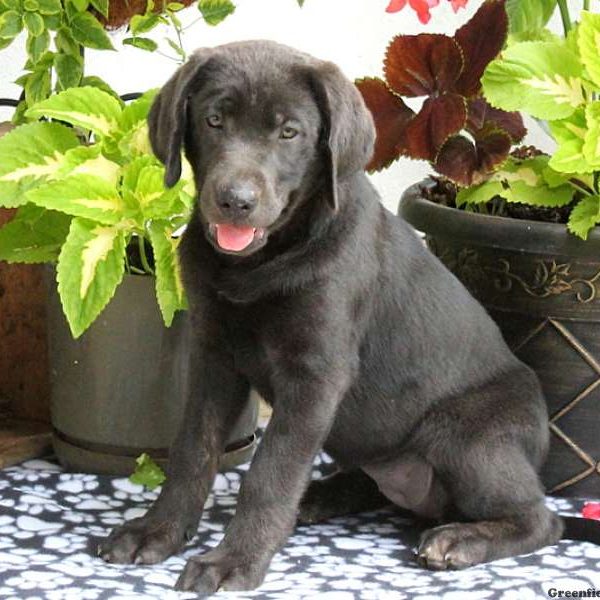 Lulu, Labrador Retriever-Charcoal Puppy