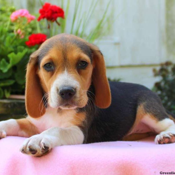 Lulu, Beagle Puppy