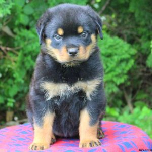 Lulu, Rottweiler Puppy