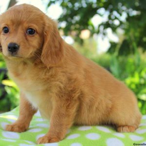 Lulu, Cavalier King Charles Mix Puppy