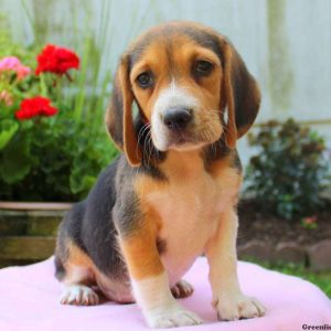 Lulu, Beagle Puppy