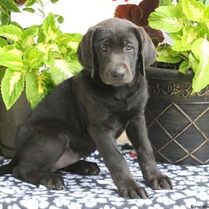 Lulu, Labrador Retriever-Charcoal Puppy