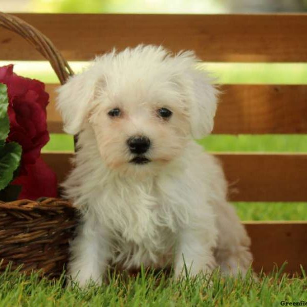 Luna, Miniature Schnauzer Mix Puppy