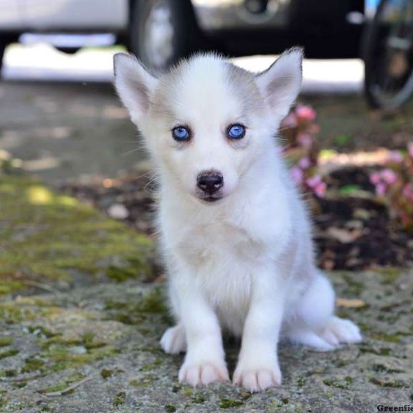 Luna, Pomsky Puppy