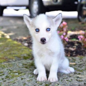 Luna, Pomsky Puppy